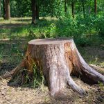 can a tree stump regrow