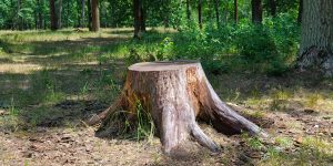 can a tree stump regrow