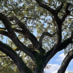 can a dead tree come back to life