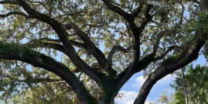 can a dead tree come back to life