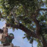 how often to trim trees​