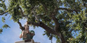 how often to trim trees​
