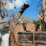 how to identify storm damage on trees