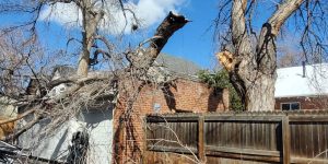 how to identify storm damage on trees