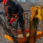 What to Expect from an Emergency Tree Service