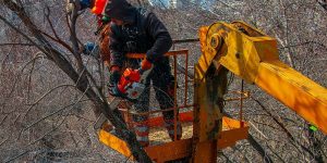 What to Expect from an Emergency Tree Service