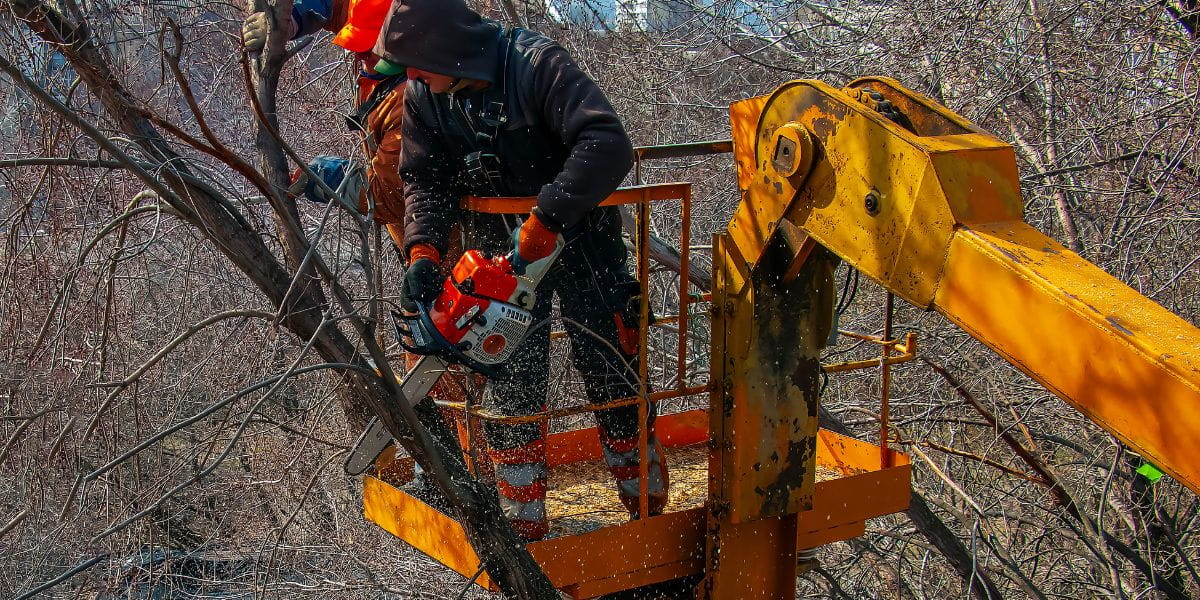 What to Expect from an Emergency Tree Service