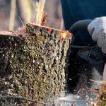 do tree roots grow back if you cut them