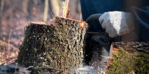 do tree roots grow back if you cut them
