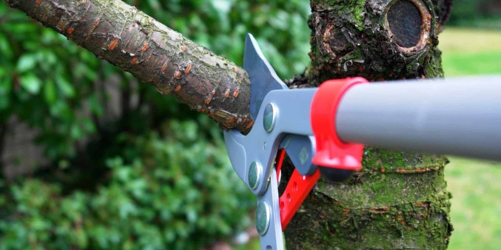 Professional arborist trimming tree branches to improve tree health, safety, and overall appearance | Benefits of Trimming Trees