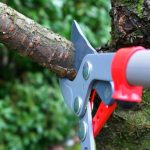 Professional arborist trimming tree branches to improve tree health, safety, and overall appearance | Benefits of Trimming Trees